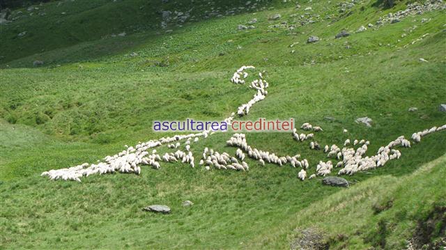 Turma de oi in Tarcu